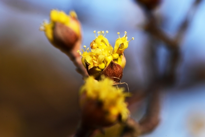 오는 3일 전국이 맑은 가운데 기온이 오후부터 올라가며 평년기온 이상의 온화한 날씨가 펼쳐진다. 사진은 2일 경남 남해군에 꽃망울을 터뜨려 봄소식을 전하는 노란 산수유꽃의 모습. /사진=뉴시스