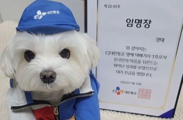 사회관계망서비스(SNS)에서 사랑받던 명예택배견 경태, 태희 견주인 CJ대한통운 택배기사 김모씨가 후원금 횡령 의혹에 휩싸였다. 사진은 기사와 무관. /사진=온라인커뮤니티 캡처