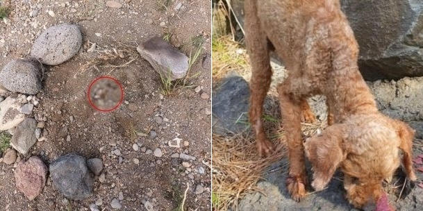 제주에서 살아있는 반려견을 땅에 파묻은 견주 등 2명이 12일 검찰에 송치됐다. 사진은 지난달 19일 오전 8시50분쯤 제주 내도동 도근천 인근에서 입과 코만 내민 채 땅 속에 생매장당한 강아지가 발견됐을 당시 상황(왼쪽)과 매우 말라있는 구조된 강아지. /사진=온라인 커뮤니티 캡처