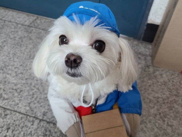 유기견과 함께 택배 일을 다닌 사진으로 인기몰이를 한 '경태아부지'가 후원금 횡령 사건에 이어 계정 판매 여부를 놓고 시끄럽다. 사진은 택배견 경태의 모습. /사진='경태아부지' 인스타그램 갈무리