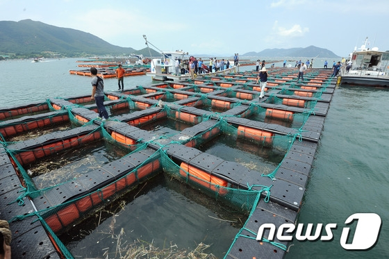 전라남도는 태풍이나 적조, 이상수온 등 자연재해 피해를 입은 양식어가의 신속한 피해복구와 경영 안정을 위해 양식수산물 재해보험료 지방비 지원한도를 1000만 원으로 상향한다. '고수온에 따른 가두리 피해 현장'/뉴스1