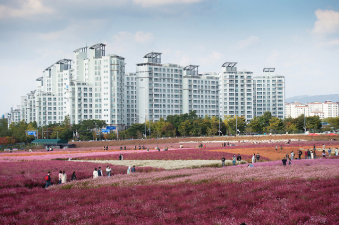양주 천만송이 천일홍 축제. / 사진제공=양주시