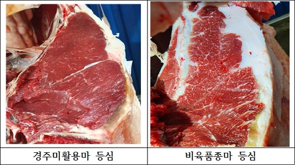 비육 비교 사양시험 연구. / 사진제공=경기도축산진흥센터