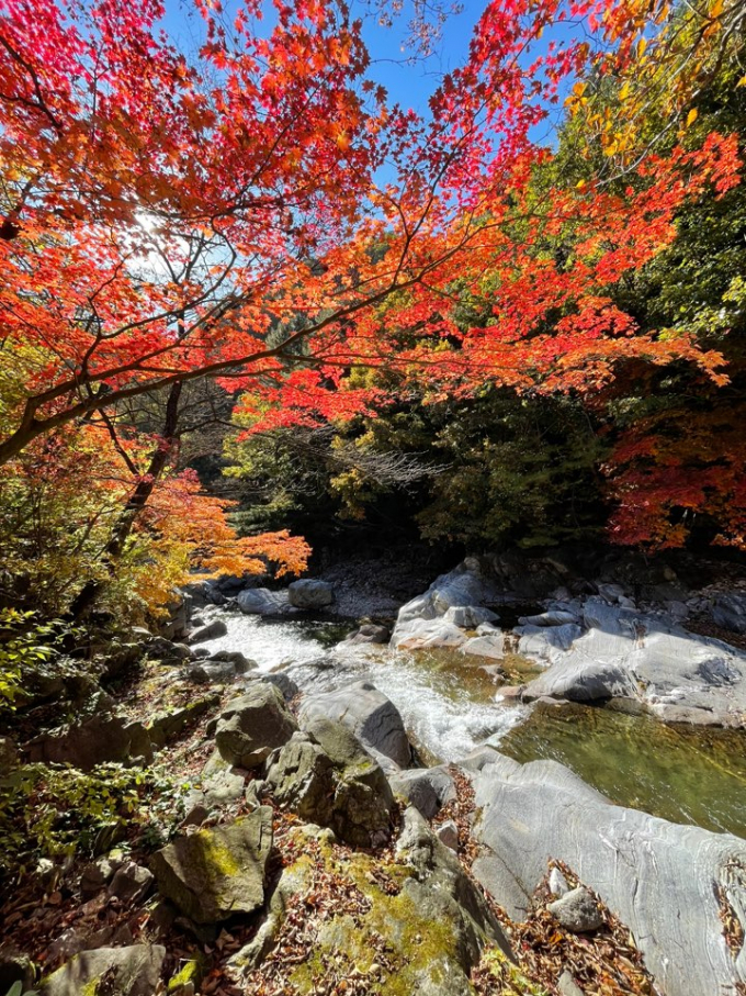 파란 하늘과 붉은 단풍. / 사진제공=경기도