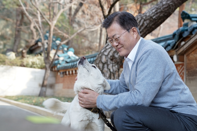 문재인 전 대통령이 북한 김정은 국무위원장으로부터 지난 2018년 선물 받은 풍산개 3마리를 국가에 반납하겠다는 의사를 최근 정부에 전달한 것으로 알려졌다. 사진은 문 전 대통령이 지난해 청와대 관저에서 반려견 풍산개 곰이를 돌보며 설 명절을 보내는 모습. /사진=청와대 제공