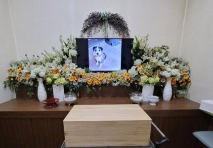 자신의 목숨을 구한 반려견을 보신탕집에 넘긴 견주 등 3명이 검찰에 송치됐다. 사진은 동물단체 관계자들이 복순이의 장례를 치른 모습. /사진=뉴스1