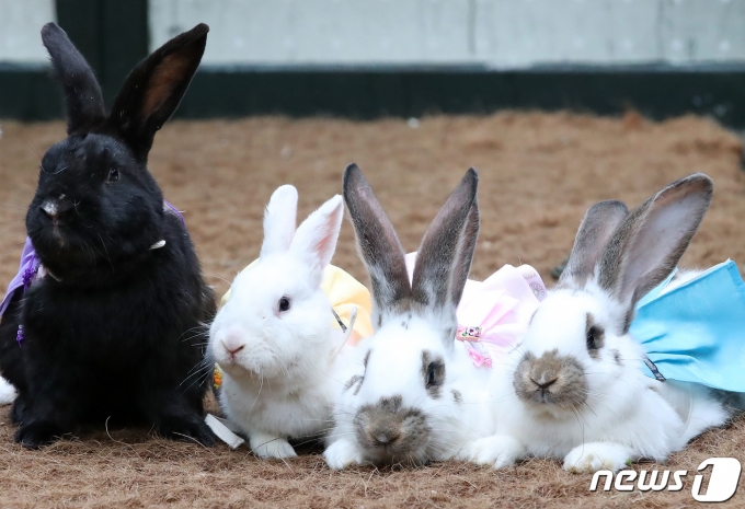 계묘년(癸卯年) 설을 이틀 앞둔 20일 대구 달서구 테마파크 이월드 동물농장에서 한복차림의 토끼가 재롱을 부리고 있다. 2023.1.20/뉴스1 ⓒ News1 공정식 기자