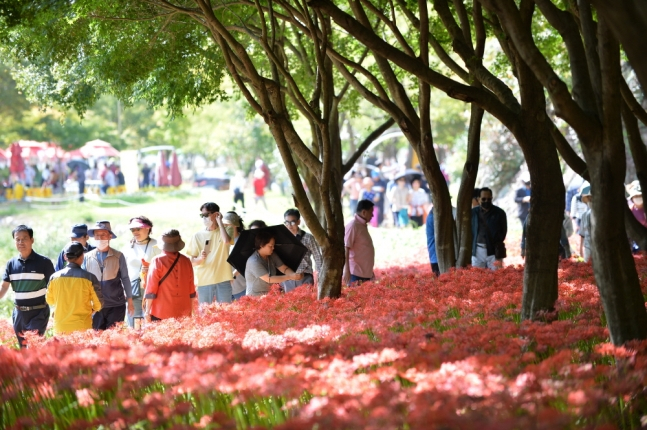 불갑산 상사화 축제 모습/영광군