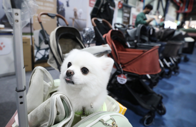 농림축산식품부가 이달부터 반려동물 영업관리 강화에 나선다. 사진은 서울 강남구 세텍(SETEC)에서 열린 '크리스마스 서울펫쇼'에 방문한 강아지 모습으로 기사와 직접적인 관련이 없음 /사진=뉴스1