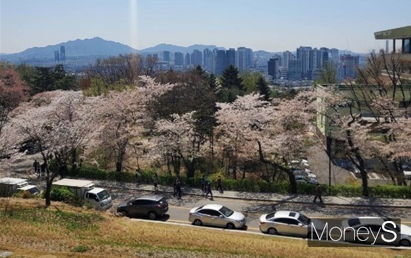  여기어때가 '봄꽃 여행 계획'을 주제로 설문조사를 진행한 결과 응답자의 96.2%가 국내 봄꽃 여행을 가겠다고 답했다. 사진은 서울의 한 벚꽃 명소. /사진=김문수 기자