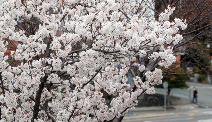 포근한 봄 날씨를 보인 18일 오전 부산 남구의 한 도로변에 벚꽃이 활짝 펴 눈길을 사로잡고 있다. 