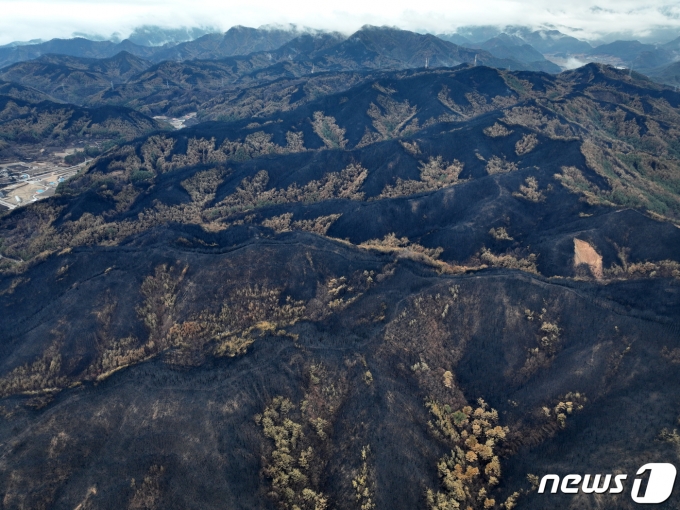 지난해 3월13일 경북 울진군 북면에서 본 산들이 잿더미로 변해있다. /뉴스1 ⓒ News1 최창호 기자