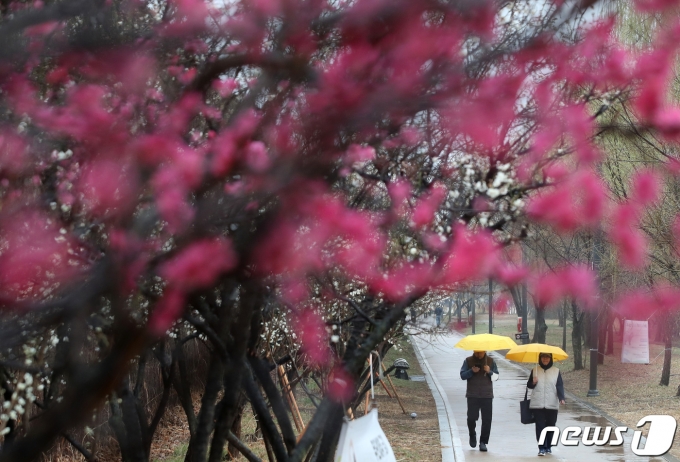 전국에 비나 눈이 내린 12일 오전 서울 성동구 청계천 하동매실거리에서 우산을 쓴 시민들이 산책을 하고 있다. 2023.3.12/뉴스1 ⓒ News1 구윤성 기자