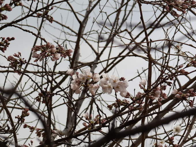 일요일에는 미세먼지 농도가 보통 수준으로 내려간다. 25일 서울 종로구 서울기상관측소 벚꽃 표준목에 벚꽃이 피어 있다. /사진=뉴스1
