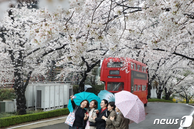 봄비가 내린 지난 23일 오후 대구 달서구 이월드를 찾은 시민들이 활짝 핀 벚꽃 아래서 기념사진을 찍고 있다. 2023.3.23/뉴스1 ⓒ News1 공정식 기자