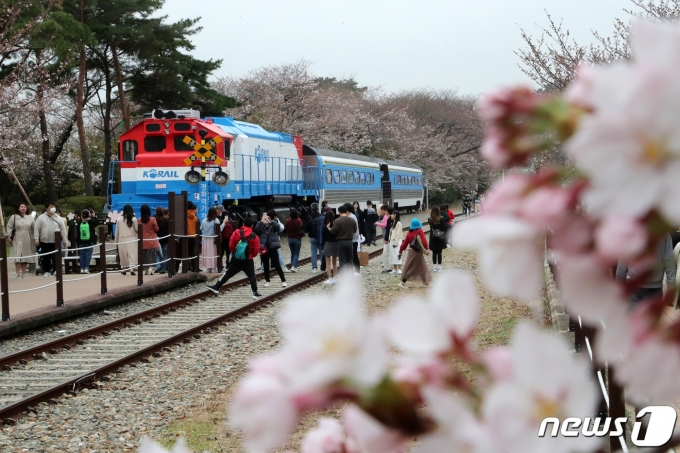 진해군항제 개막을 하루 앞둔 24일 경남 창원시 진해구 경화역에서 관광객들이 벚꽃과 함께 추억을 남기고 있다. 창원시는 신종 코로나바이러스 감염증(코로나19) 여파로 4년 만에 개최되는 이번 군항제에 450만명이 방문할 것으로 예상했다. 2023.3.24/뉴스1 ⓒ News1 조태형 기자