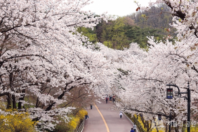 서울 남산 둘레길에 벚꽃이 피어 있다. (서울시 제공)