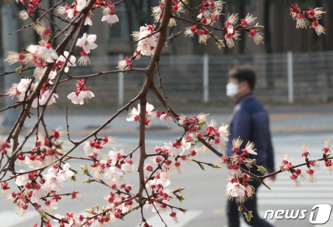28일 오전 경기 수원시 영동구 매탄동의 한 거리에 벚꽃이 예년보다 이르개 개화해 시민들의 눈길을 사로잡고 있다. 2023.3.28/뉴스1 ⓒ News1 김영운 기자