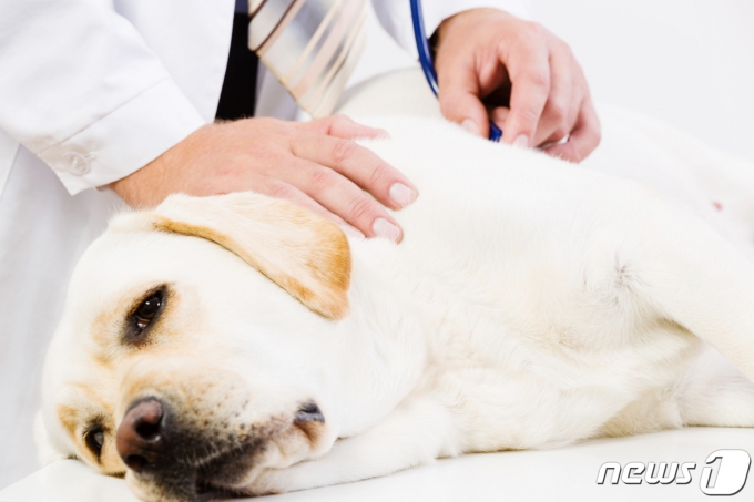 동물병원에서 진료 받는 강아지(사진 이미지투데이) ⓒ 뉴스1