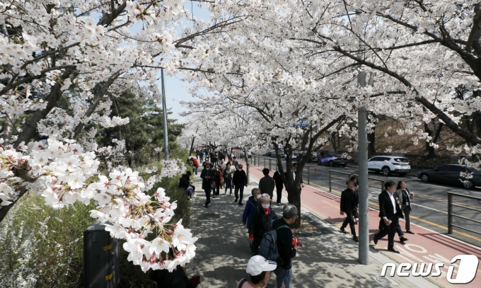 31일 오후 여의도봄꽃축제를 앞두고 벚꽃이 활짝 핀 서울 여의도 여의서로에서 시민들이 즐거운 시간을 보내고 있다. 코로나19 사태이후 