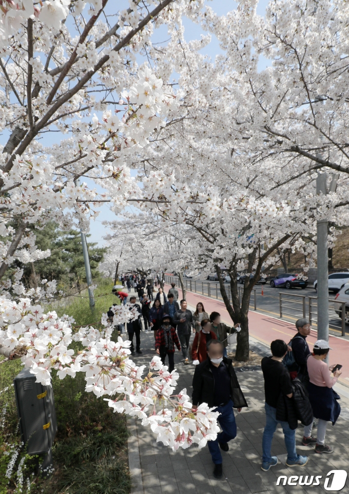[뉴스1 PICK]'반갑다 여의도 벚꽃' 4년만에 돌아온 여의도봄꽃축제