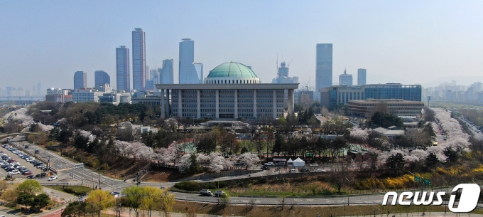 31일 서울 여의도 국회 뒤편 여의서로에 벚꽃이 활짝피어 있다. 코로나19 사태이후 영등포 여의도봄꽃축제가 4년만에 전면개최된다. 봄꽃축제는 4일부터 9일까지 열리며 1일부터 10일까지여의서로 차량이 전면 통제된다. 2023.3.31/뉴스1 ⓒ News1 김진환 기자