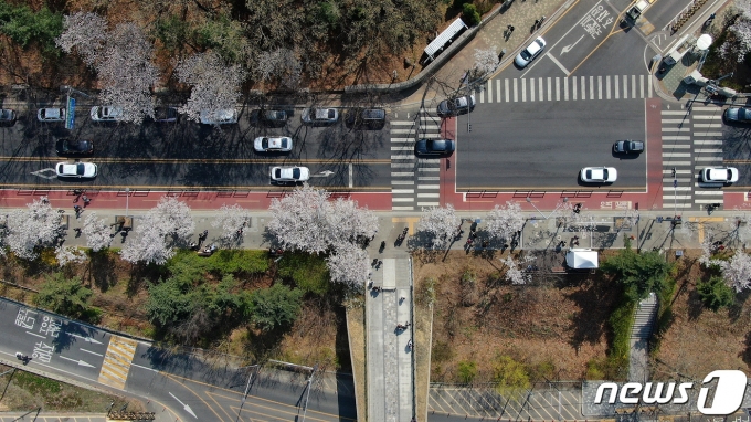 31일 서울 여의도 국회 뒤편 여의서로에 벚꽃이 활짝피어 있다. 코로나19 사태이후 영등포 여의도봄꽃축제가 4년만에 전면개최된다. 봄꽃축제는 4일부터 9일까지 열리며 1일부터 10일까지여의서로 차량이 전면 통제된다. 2023.3.31/뉴스1 ⓒ News1 김진환 기자