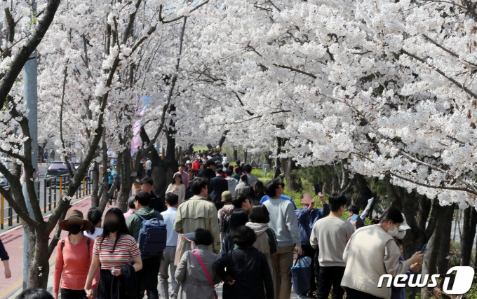 31일 오후 여의도봄꽃축제를 앞두고 벚꽃이 활짝 핀 서울 여의도 여의서로에서 시민들이 즐거운 시간을 보내고 있다. 코로나19 사태이후 영등포 여의도봄꽃축제가 4년만에 전면개최된다. 봄꽃축제는 4일부터 9일까지 열리며 1일부터 차량이 전면 통제된다. 2023.3.31/뉴스1 ⓒ News1 박세연 기자
