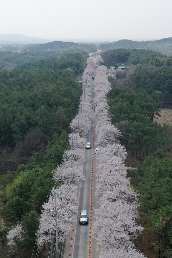 벚꽃 터널. / 사진제공=여주시