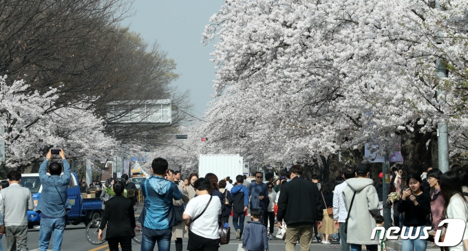 1일 오전 서울 영등포구 여의도 윤중로를 찾은 시민들이 벚꽃길을 걸으며 봄을 만끽하고 있다.  ⓒ News1 김진환 기자
