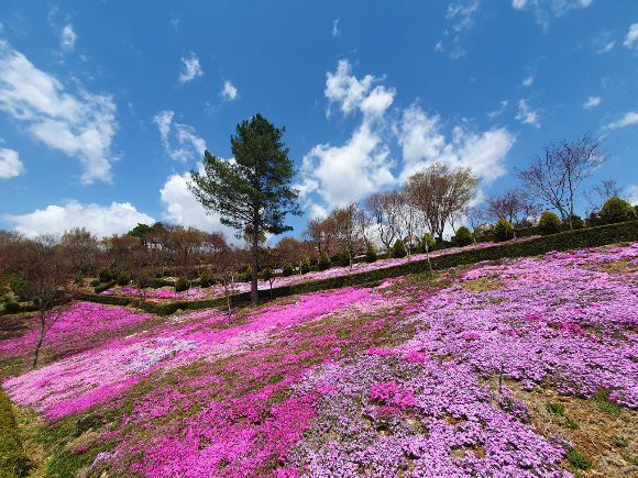 원연장마을 꽃잔디동산. /사진제공=여행공방