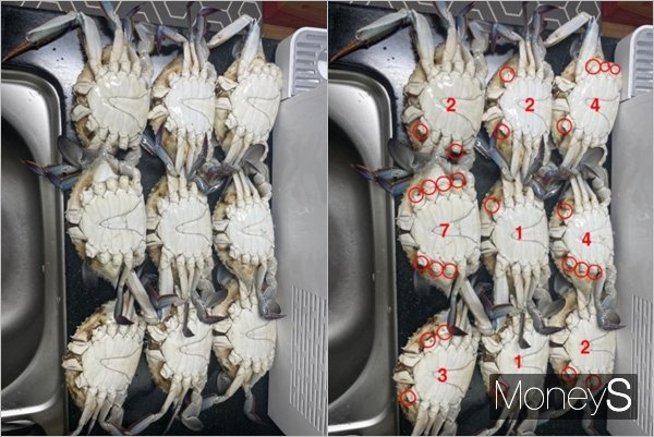 인천 한 수상물 시장에서 한 주민이 다리가 온전히 달린 꽃게를 구매했으나 다리가 절반 이상 떨어진 죽은 꽃게로 바꿔치기 당했다는 사연이 공개됐다. 사진은 해당 사연의 당사자가 인천 한 수산물 시장에서 구입한 꽃게. /사진=온라인 커뮤니티