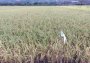 전남도, 가루쌀 전문 생산단지 육성 대상자 모집…'최대 5억 지원'
