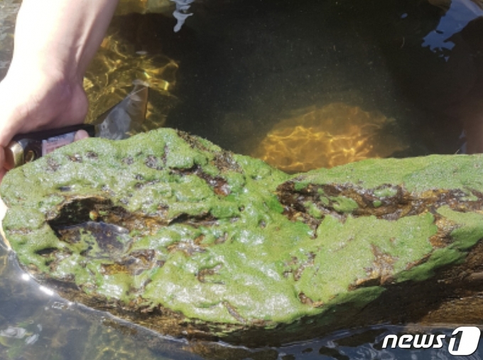 민물해면(환경부 제공) ⓒ 뉴스1
