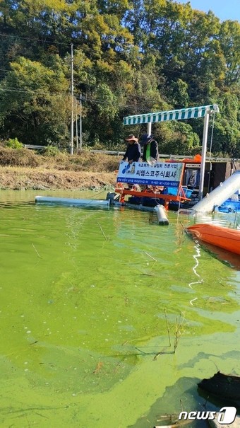 대청호 충북 옥천군 군북면 지오리 일대 녹조 ⓒ News1 장인수 기자