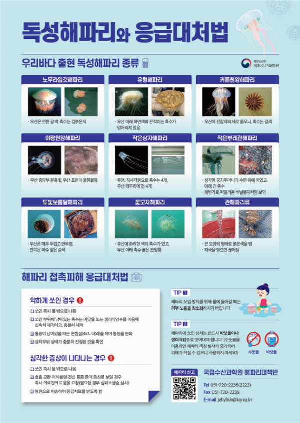 독성 해파리와 응급대처법 홍보물./사진=전남도 