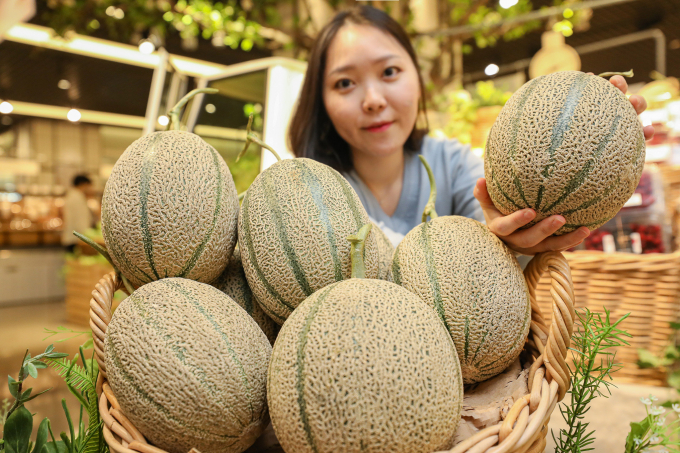  현대그린푸드가 현대백화점 압구정본점 등 경인지역 11개 점포와 충청점 식품관에서는 '칸탈로프 멜론'를 판매한다. /사진=현대그린푸드