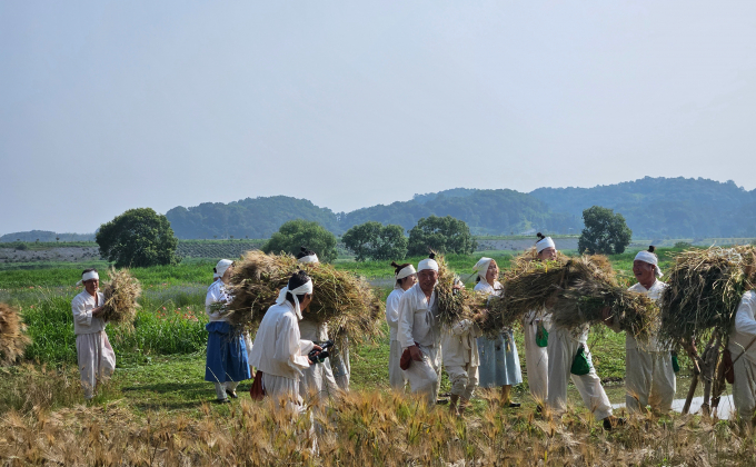 함안 전통농법 시연./사진=경남도 제공