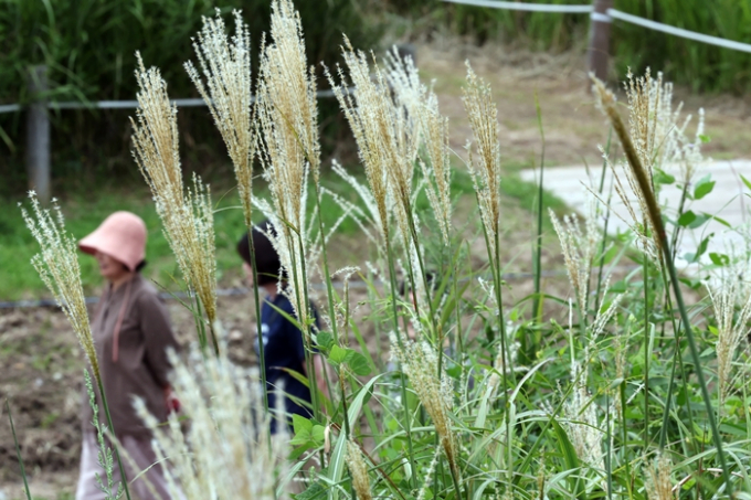 낮 최고기온이 32도까지 오르는 가운데 강원·경상권 일부지역에선 비가 내릴 예정이다. 사진은 지난달 27일 서울 마포구 하늘공원에 억새가 활짝 핀 모습. /사진=뉴스1