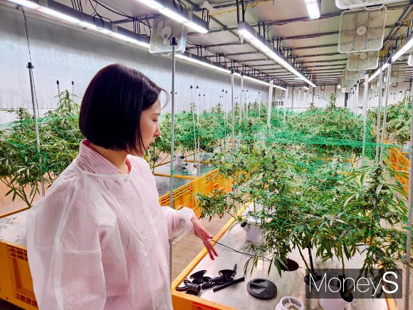 노수향 농부심보 대표가 재배 중인 헴프에 대해 설명하고 있다. 노 대표는 내년 11월 산업용 헴프 규제자유특구 실증사업 기간이 종료되는 것에 답답한 속내를 내비쳤다. /사진=최영찬 기자
