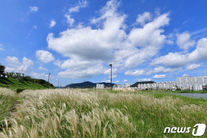지난 10일 경북 포항시 남구 연일읍 형산강 억새밭 위로 푸른 가을 하늘이 펼쳐지고 있다.2023.9.10/뉴스1 ⓒ News1 최창호 기자