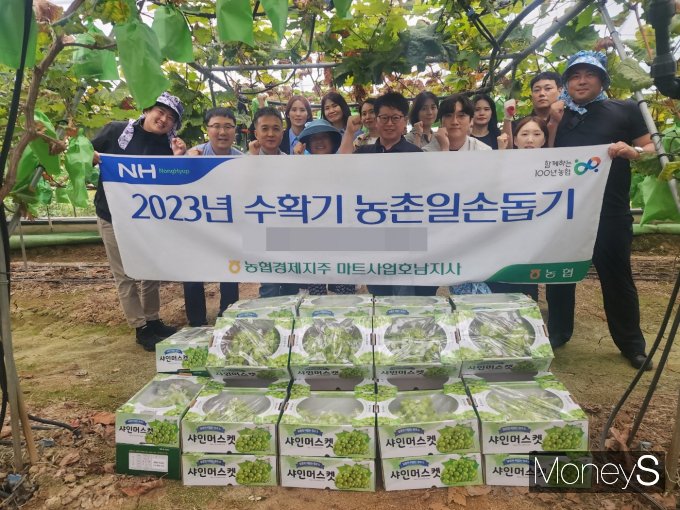  농협경제지주 마트사업호남지사는 최근 광주광역시 광산구 도덕마을 일대 포도농장에서 추석용으로 쓰일 포도 출하에 맞춰 일손돕기 봉사활동을 실시했다/사진=농협전남본부 제공.