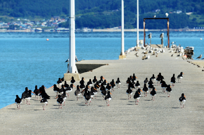 오는 5일 아침 최저기온은 5도 내외까지 떨어질 것으로 보이며 강원 산지 등 일부 지역에는 얼음이 어는 곳도 있겠다. 사진은 화창한 가을날씨를 보인 4일 오후 천연기념물 제326호 검은머리물떼새 한 무리가 경남 남해군 고현면 인근 한 방파제 위에서 휴식을 취하고 있는 모습. /사진=뉴스1
