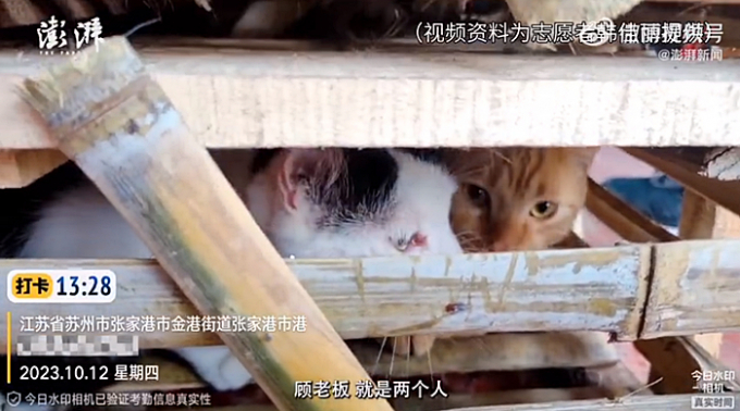 지난 24일(이하 현지시각) CNN은 중국 국영 매체 더 페이퍼를 인용해 "중국 경찰이 지난 12일 도축장으로 향하던 트럭에서 고양이 1000여 마리를 구조했다"고 밝혔다. 사진은 지난 12일 구조된 고양이들의 모습. /사진=웨이보 캡처