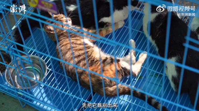 지난 24일(이하 현지시각) CNN에 따르면 현지 경찰과 농업부 당국은 지난 12일 구조된 고양이들을 인근 보호소로 보냈다. /사진=웨이보 캡처