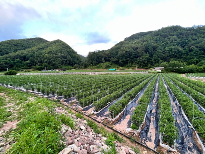김태훈씨는 어린 나이에 2만평의 농지를 관리하는 농지주가 된 만큼 부담도 크다고 밝혔다. 사진은 김태훈씨의 고추밭. /사진=김태훈씨 제공