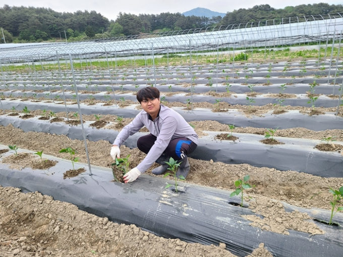 조정익씨는 농수산대학에서 전공한 산림학을 바탕으로 농업, 임업, 조경업 등 다양한 분야로 진출해 꿈을 키우고 있다. 사진은 고추 모종을 심는 조씨의 모습. /사진=조정익씨 제공