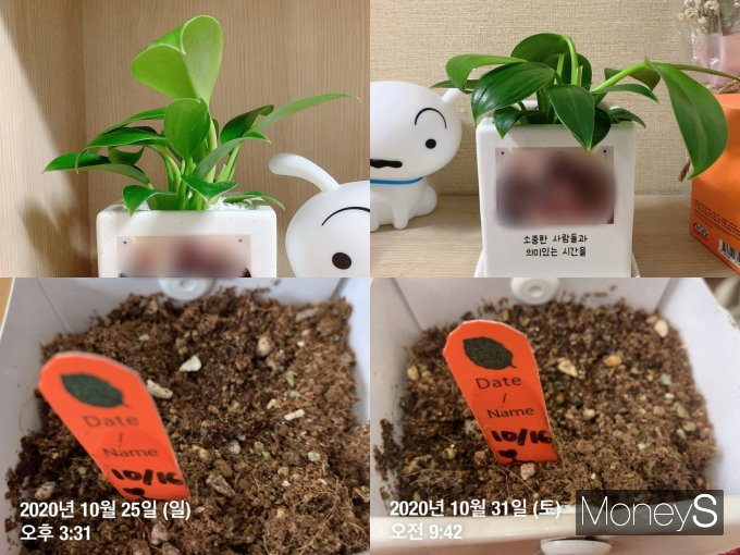 식집사로 거듭나는 길이 쉽지만은 않다. 사진은 박모씨(23)가 선물받았던 반려식물(위)과 이모씨(23)가 키우려던 방울토마토. /사진=윤지영 기자