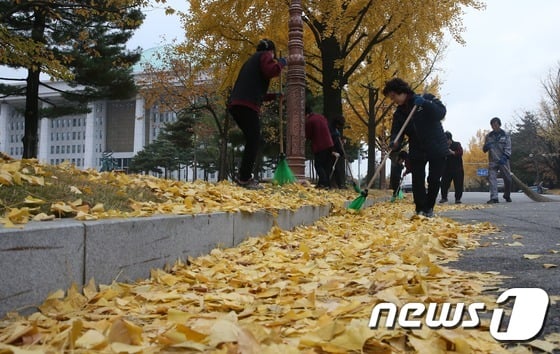 서울 여의도 국회의사당 앞에서 직원들이 노란 낙엽을 치우고 있다./뉴스1 ⓒ News1 송원영 기자
