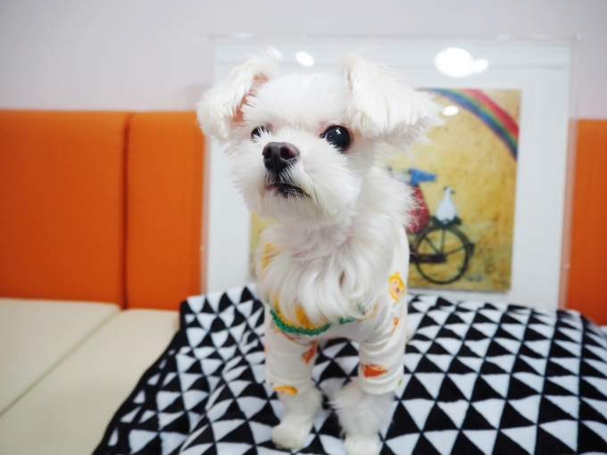 (서울동물복지지원센터 제공)